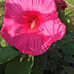 Meet your Posher, Margaret